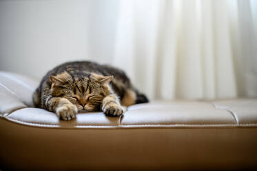 Close-Up Of Cat Sleeping On Sofa At Home - EYF08750