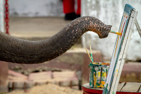 Cropped Image of Elephant Malerei auf Leinwand mit Pinsel - EYF08784