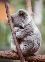 Close-Up Of Koala Perching On Tree - EYF08802
