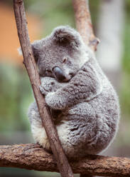 Nahaufnahme eines Koalas, der auf einem Baum sitzt - EYF08802