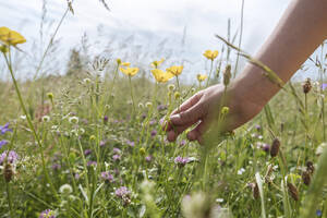 Mädchen pflückt mit der Hand Hahnenfußblüten auf einer Wiese - EYAF01187