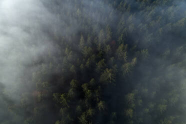 Deutschland, Baden-Württemberg, Drohnenaufnahme eines in Morgennebel gehüllten Herbstwaldes - RUEF02990