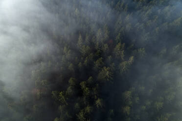 Germany, Baden-Wurttemberg, Drone view of autumn forest shrouded in morning fog - RUEF02990