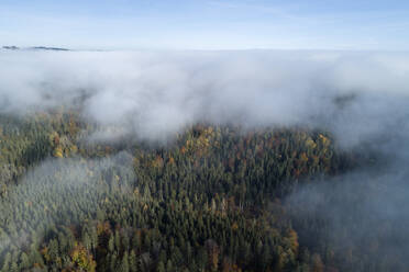 Deutschland, Baden-Württemberg, Drohnenaufnahme eines in Morgennebel gehüllten Herbstwaldes - RUEF02993