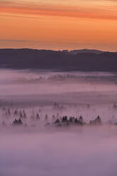 Deutschland, Bayern, Pupplinger Au, Wald in dichten Nebel gehüllt bei stimmungsvoller Dämmerung - RUEF02999