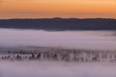 Germany, Bavaria, Pupplinger Au, Forest shrouded in thick fog at moody dawn - RUEF03000