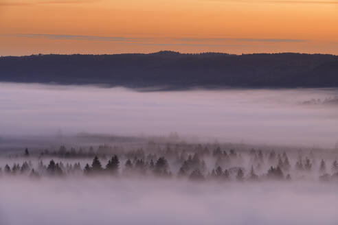 Deutschland, Bayern, Pupplinger Au, Wald in dichten Nebel gehüllt bei stimmungsvoller Dämmerung - RUEF03000