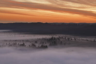 Deutschland, Bayern, Pupplinger Au, Wald in dichten Nebel gehüllt bei stimmungsvoller Dämmerung - RUEF03001