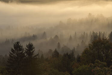 Germany, Bavaria, Pupplinger Au, Forest shrouded in thick morning fog - RUEF03002