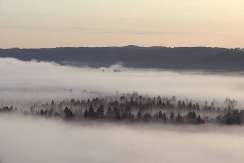 Deutschland, Bayern, Pupplinger Au, Wald in dichtem Morgennebel gehüllt - RUEF03003