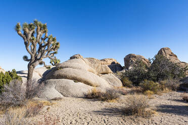 USA, Kalifornien, Josuabaum (Yucca Brevifolia) im Joshua Tree National Park - RUNF03671