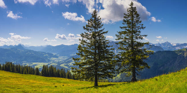 Deutschland, Bayern, Oberallgäu, Wertacher Hornle, Latschenkiefer (Pinus mugo) in Allgäuer Alpenlandschaft - WGF01339