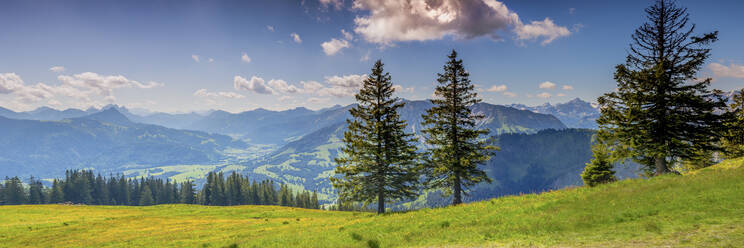Deutschland, Bayern, Oberallgäu, Wertacher Hornle, Latschenkiefer (Pinus mugo) in Allgäuer Alpenlandschaft - WGF01340