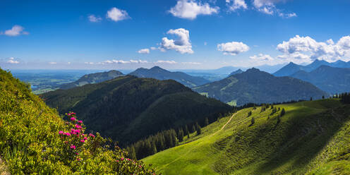 Deutschland, Bayern, Oberallgäu, Wertacher Hornle, Blühende Alpenrose (Rhododendron ferrugineum) in Allgäuer Alpenlandschaft - WGF01341