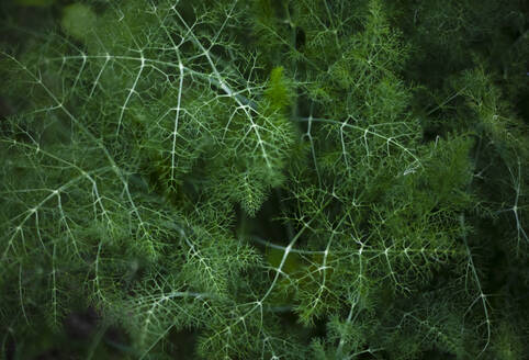 Closeup�from above view of green lush grass growing in dark forest - ADSF00009