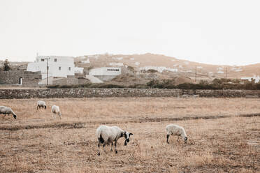 Domestic sheep feeding on meadow with dry grass near town with white houses on hills in Mykonos - ADSF00026