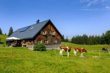 Deutschland, Bayern, Schwaben, Allgäu, Naturpark Nagelfluhkette, Kühe auf der Weide vor einem Holzhaus - LBF03108