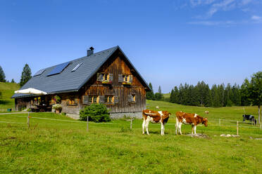 Germany, Bavaria, Swabia, Allgau, Nagelfluhkette Nature Park, Cows in field in front of wooden house - LBF03108