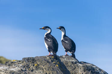 Two imperial shags (Leucocarbo atriceps) standing side by side - RUNF03690