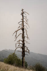 Toter Baum in Big Sur - CAVF86296