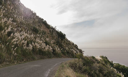 Hügelige Straße mit Pampasgras in Big Sur - CAVF86300