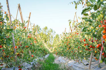 Alley Amidst Tomatoes Growing At Farm - EYF08851