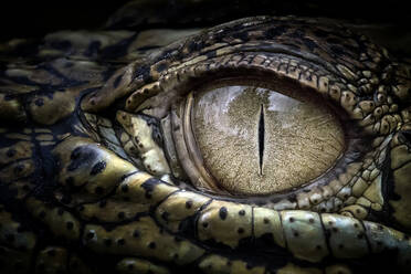 Ausgeschnittenes Auge des Krokodils - EYF08890