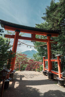 Blick auf das Torii-Tor vor den Bäumen - EYF08901