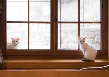 Porträt von Katzen, die am Fenster sitzen - EYF08936