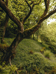 Moosbewachsener Baum in schottischem Wald - CAVF86449