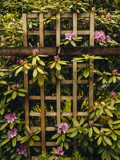 Lila Rhododendren auf einem Holzspalier in Schottland - CAVF86451