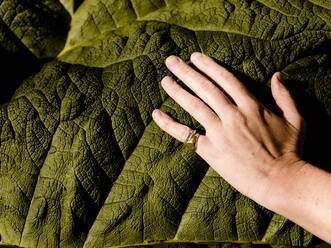 Detail shot of a Gunnera Manicata leaf with hand for scale - CAVF86461