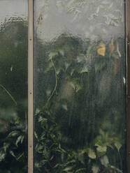 Vine plant behind glass window - CAVF86477