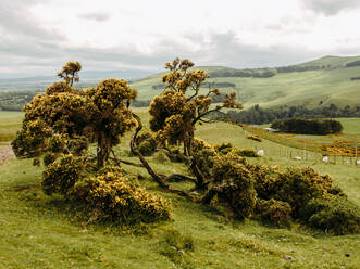 Common gorse shrub in Scottish countryside - CAVF86485
