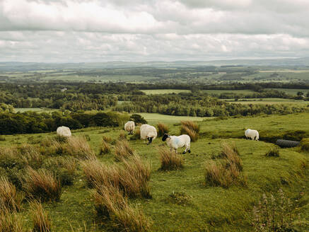 Schafe fressen Gras in der schottischen Landschaft - CAVF86486