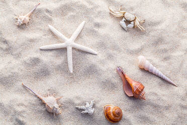 High Angle View of Sea Animals und Muscheln am Strand - EYF08961