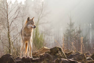 Wolf stehend auf Felsen im Wald - EYF08963