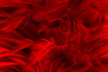 Frame with the Texture and Bright Red Feathers Stock Photo - Image of  lifestyles, backgrounds: 16845212