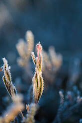 Close-Up Of Frozen Plants - EYF08992