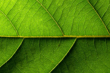 Macro Shot Of Green Leaf - EYF08998