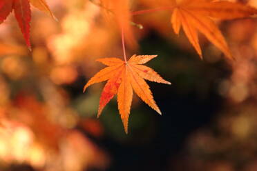 Close-Up Of Maple Leaves - EYF09013