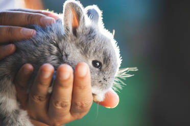 Abgeschnittene Hände halten Kaninchen im Freien - EYF09019
