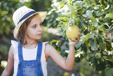 Mädchen pflückt Obst im Garten - LJF01597