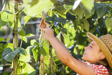 Smiling girl picking beans in garden - LJF01611