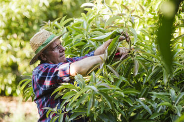 Senior gardener pruning plant in garden - LJF01616