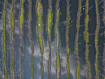 Myanmar, Staat Shan, Gemeinde Nyaungshwe, Luftaufnahme der schwimmenden Gärten auf dem Inle-See - RUNF03729