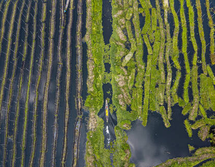 Myanmar, Staat Shan, Gemeinde Nyaungshwe, Luftaufnahme der schwimmenden Gärten auf dem Inle-See - RUNF03730