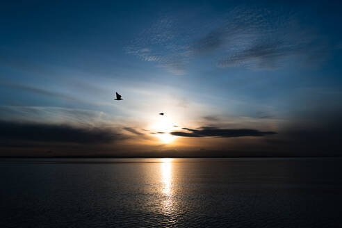 Zwei Seemöwen fliegen bei Sonnenuntergang über den Puget Sound - CAVF86580