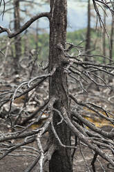 Dead burned trees, Kenai Peninsula, Alaska - CAVF86609