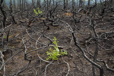 Pflanzen wachsen zwischen verbrannten Bäumen, Kenai-Halbinsel, Alaska - CAVF86610